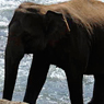 Paul Nevin Sri Lanka Photo Pinnewala Elephant Orphanage